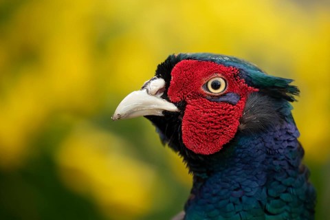 Common pheasant (Phasianus colchicus) adult male game bird head portrait, England, United Kingdom