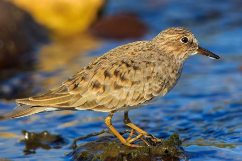 Temminck's Stint (Calidris temminckii), Greece