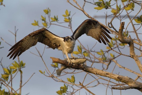 Western Osprey (Pandion haliaetus) feeding on fish prey on a branch, Florida, USA