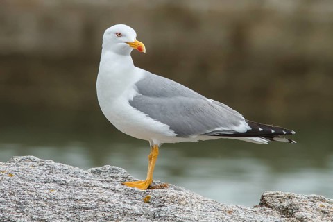 Yellow-legged Gull (Larus michahellis), adult on stone shore, Galicia, Spain