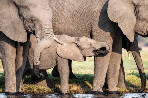Herd of animals with young, African elephant (Loxodonta africana) drinking at the Chobe River,