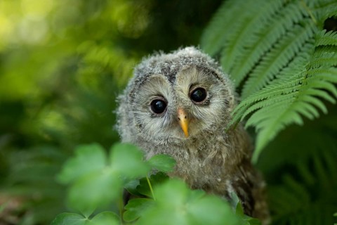 Ural Owl (Strix uralensis) fledgling, captive, Germany