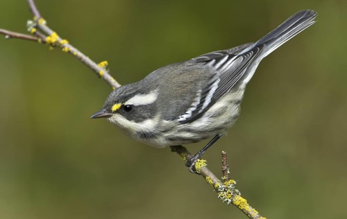 Black-throated Grey Warbler (Setophaga nigrescens), British Columbia, Canada