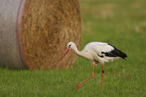 White Stork (Ciconia ciconia) foraging, North Rhine-Westphalia, Germany