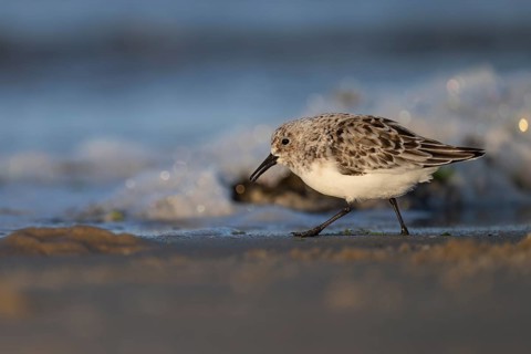 Avocet (Recurvirostra avosetta), Texel, Netherlands
