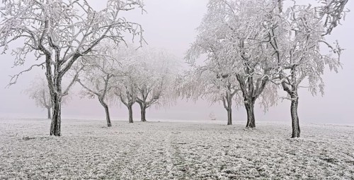 Row of trees with hoarfrost, Lindenberg, Freiamt, Canton of Aargau, Switzerland