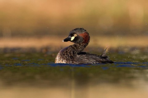 Australasian Grebe (Tachybaptus novaehollandiae), Victoria, Australia