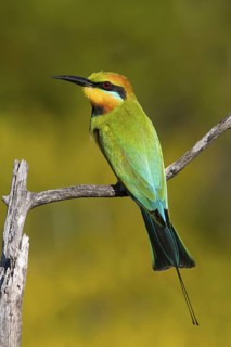 Rainbow Bee-eater (Merops ornatus), Queensland, Australia