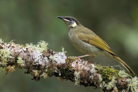 Lewin's Honeyeater (Meliphaga lewinii) perched on a branch in eastern Australia