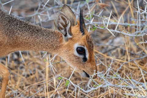 Damara dik-dik or kirk dik-dik (Madoqua kirkii), adult animal in the undergrowth, Etosha National