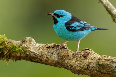 Blue Dacnis (Dacnis cayana) perched on a branch in the Atlantic Rainforest Region of Brazil