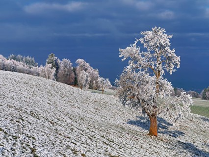 Winter landscape with trees and meadows in hoarfrost, Beinwil, Freiamt, Canton of Aargau,