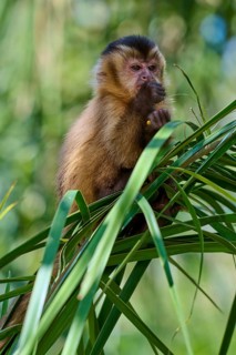 Small monkey sitting thoughtfully on a green branch in a natural environment, capuchin monkey