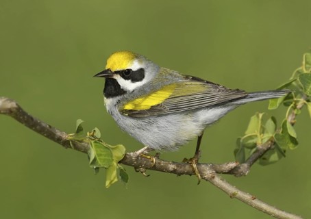 Golden-winged Warbler (Vermivora chrysoptera), Texas, USA