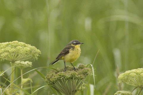 Eastern Yellow Wagtail (Motacilla tschutschensis), Alaska, USA