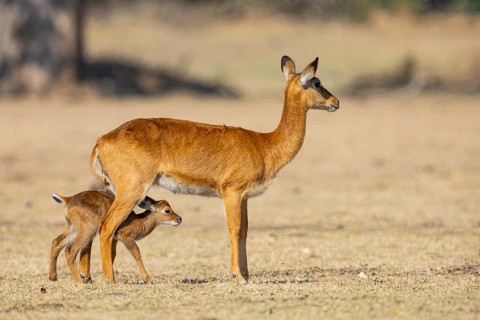 Puku (Kobus vardoni) female with new born fawn Zambia August