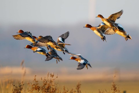 Eurasian Wigeon (Mareca penelope) group flying, Netherlands