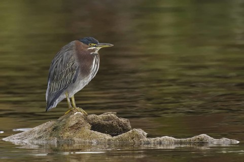 Green Heron (Butorides virescens), Arizona, USA