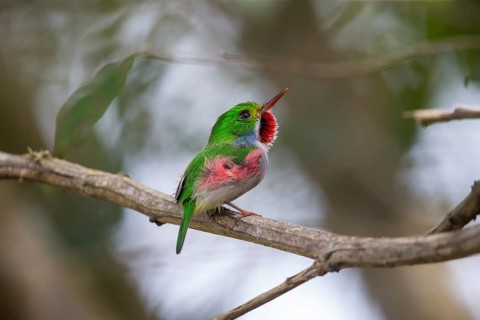 Cuban Tody (Todus multicolor) perched on a branch, Cuba