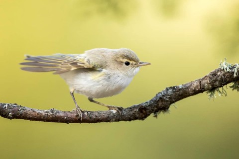 Western Bonelli's Warbler (Phylloscopus bonelli) perched on a branch, Andalusia, Spain