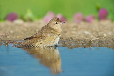 Garden Warbler (Sylvia borin) bathing, Aosta Valley, Italy