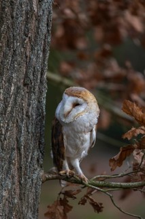 One barn owl (Tyto alba) sitting on a twig of a beech tree with some autumnal coloured leafs