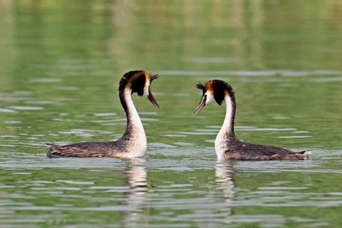 Great Crested Grebe (Podiceps Scalloped ribbonfish), pair mating, Lake Zug, Canton Zug, Switzerland