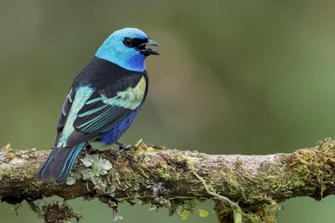 Blue-necked Tanager (Tangara cyanicollis) perched on a branch in Colombia, South America