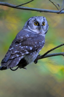 Rauhfusskauz (Aegolius funereus), Boreal owl, adultes Tier, mit einer Maus, Fuetterung, Oktober,