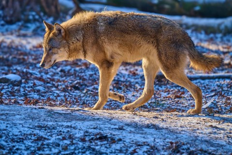 A wolf moves calmly across a snow-covered area in the forest, winter, wolf (Canis lupus), Germany