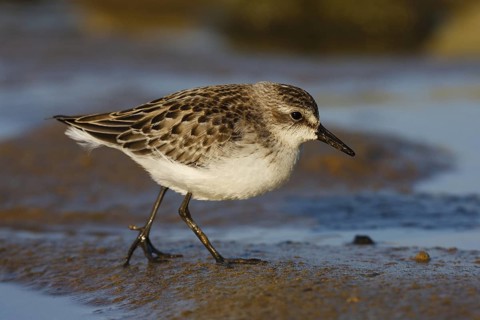 Semipalmated Sandpiper (Calidris pusilla) juvenile, Asturias, Spain