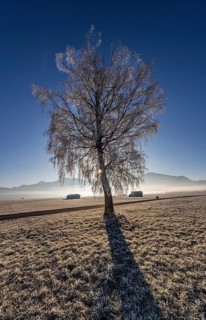 Tree, birch, hoarfrost, sunbeams, fog, path, backlight, sunny, mountain landscape, winter,