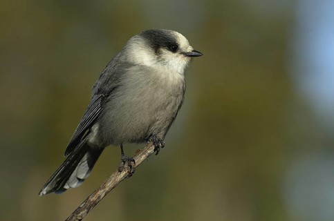 Grey Jay (Perisoreus canadensis), Alberta, Canada