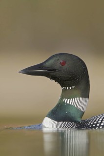 Great Northern Loon (Gavia immer), British Columbia, Canada