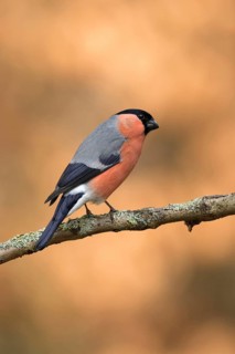Goudvink man zittend op tak, Bullfinch male sitting on branch