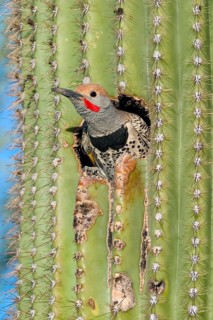 Gilded Flicker Colaptes auratus Tucson, Pima Co., ARIZONA, USA 29 April Adult Male Picidae