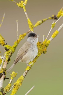 Eurasian Blackcap (Sylvia atricapilla) male singing, perched on a lichen branch, North
