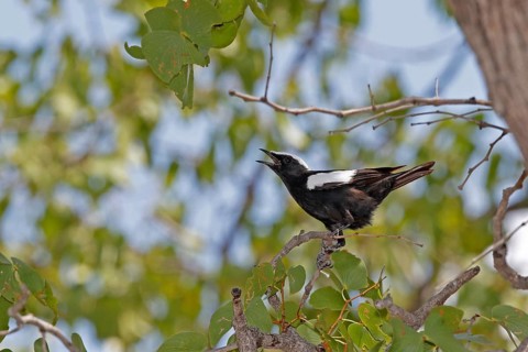 Arnott's Chat (Myrmecocichia arnotti)