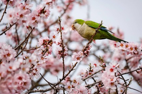 A green parrot perched on almond blossoming pink branches, capturing the essence of nature is