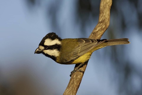 Crested Shriketit (Falcunculus frontatus) male, Australian Capital Territory, Australia