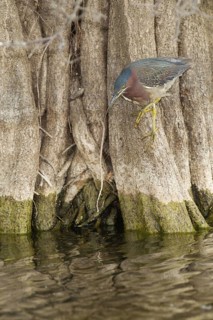 Green Heron (Butorides virescens), Florida, USA