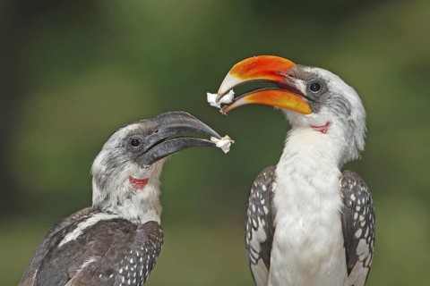 Von der Decken's Hornbill (Tockus deckeni) pair, Lake Baringo, Kenya