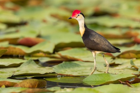 Comb-crested Jacana (Irediparra gallinacea) in a wetland area in Papua New Guinea