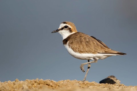 Kentish Plover (Charadrius alexandrinus) male, Lesvos, Greece