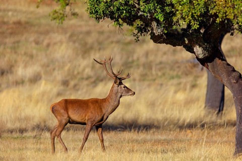 Red deer, (Cervus elaphus), biotope, habitat, forest, one, individual, animals, mammals, lateral,