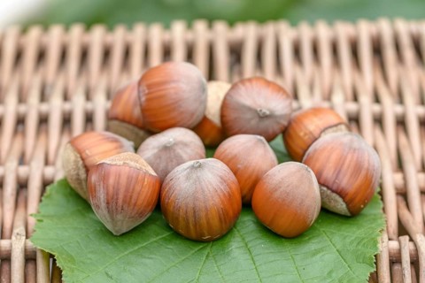 Hazelnut (Corylus 'Corabel'),  Germany