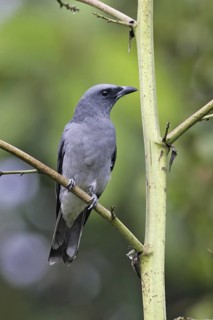 Javan Cuckooshrike (Coracina javensis) male, Malaysia