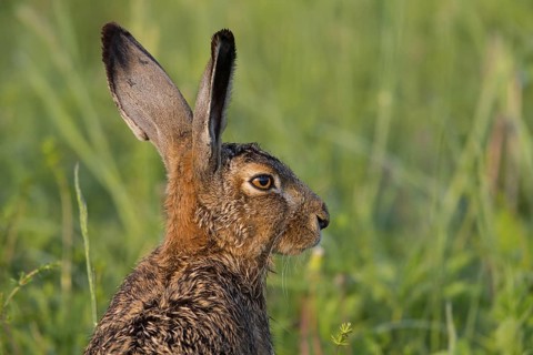 European hare, (Lepus europaeus), animals, mammals, hare, hare family, field, two, Lake Neusiedl,