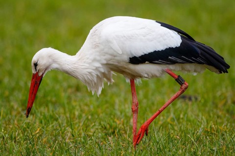 White Stork (Ciconia ciconia) foraging, North Rhine-Westphalia, Germany