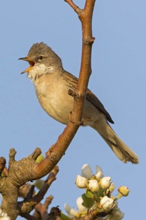 Whitethroat, (Sylvia communis), songbird, animals, birds, genus. of Curruca, NSG Der Spieß,